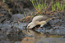 BUITEN BEELD Foto: 307815