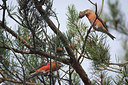 BUITEN BEELD Foto: 307820