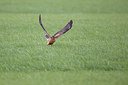 BUITEN BEELD Foto: 307851