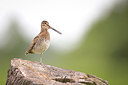 BUITEN BEELD Foto: 307855