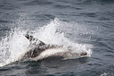 BUITEN BEELD Foto: 307883