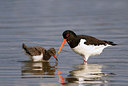 BUITEN BEELD Foto: 307912