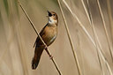 BUITEN BEELD Foto: 307915