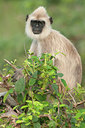 BUITEN BEELD Foto: 308056