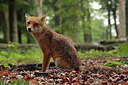BUITEN BEELD Foto: 308162