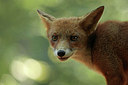 BUITEN BEELD Foto: 308166