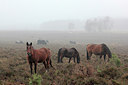 BUITEN BEELD Foto: 308168