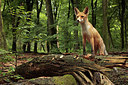 BUITEN BEELD Foto: 308173