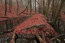 BUITEN BEELD Foto: 308182