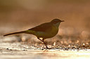 BUITEN BEELD Foto: 308273