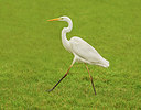 BUITEN BEELD Foto: 308298