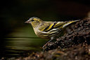 BUITEN BEELD Foto: 308310