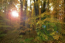 BUITEN BEELD Foto: 308354