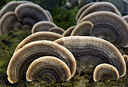BUITEN BEELD Foto: 308368