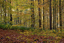 BUITEN BEELD Foto: 308386