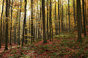 BUITEN BEELD Foto: 308387