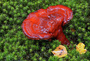 BUITEN BEELD Foto: 308392
