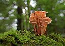 BUITEN BEELD Foto: 308394