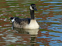 BUITEN BEELD Foto: 308398