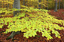 BUITEN BEELD Foto: 308408