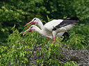 BUITEN BEELD Foto: 308419