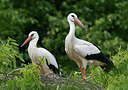 BUITEN BEELD Foto: 308421
