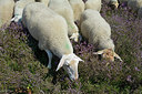 BUITEN BEELD Foto: 308426