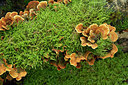 BUITEN BEELD Foto: 308440