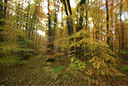 BUITEN BEELD Foto: 308449