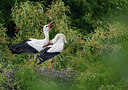 BUITEN BEELD Foto: 308463