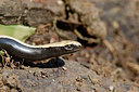 BUITEN BEELD Foto: 308528