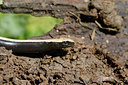 BUITEN BEELD Foto: 308529