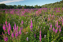 BUITEN BEELD Foto: 308568