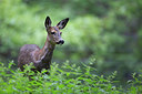 BUITEN BEELD Foto: 308625