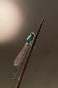 BUITEN BEELD Foto: 308639