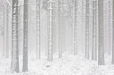 BUITEN BEELD Foto: 308715