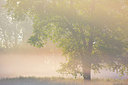 BUITEN BEELD Foto: 308843