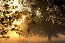 BUITEN BEELD Foto: 308907