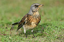 BUITEN BEELD Foto: 30086