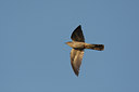 BUITEN BEELD Foto: 30108