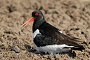 BUITEN BEELD Foto: 30185