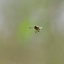 BUITEN BEELD Foto: 30272
