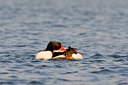 BUITEN BEELD Foto: 30360