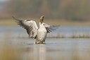 BUITEN BEELD Foto: 30402