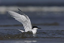 BUITEN BEELD Foto: 30416