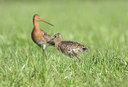 BUITEN BEELD Foto: 30509