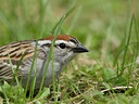 BUITEN BEELD Foto: 30554