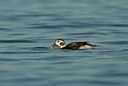 BUITEN BEELD Foto: 30579