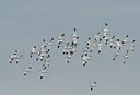 BUITEN BEELD Foto: 30583