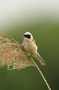 BUITEN BEELD Foto: 30610